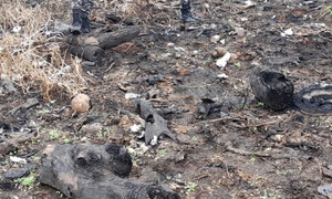 la fiscala Gladys González ordena estudio de la dentadura hallada en la Costanera Sur