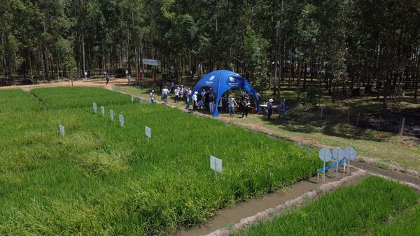 Xevelo es la respuesta para control de malezas en arroz lanzada por Corteva