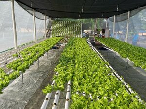Internos comercializan lechugas hidropónicas en un proyecto de reinserción social - Unicanal