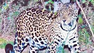Se salvaron de las garras del yaguareté gracias a un perro