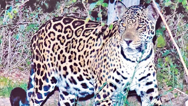 Se salvaron de las garras del yaguareté gracias a un perro