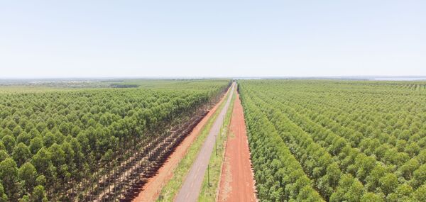 Proyecto forestal tiene como meta reforestar 120.000 hectáreas anuales - trece