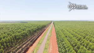 Plan de reforestación: Apuntan a un récord histórico cultivando 1.200.000 hectáreas - Unicanal