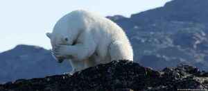Veranos más largos podrían acabar con los osos polares
