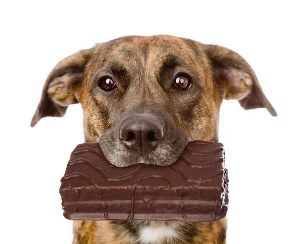Por qué no hay que darle dulces a un perro: entendiendo los riesgos - Mascotas - ABC Color