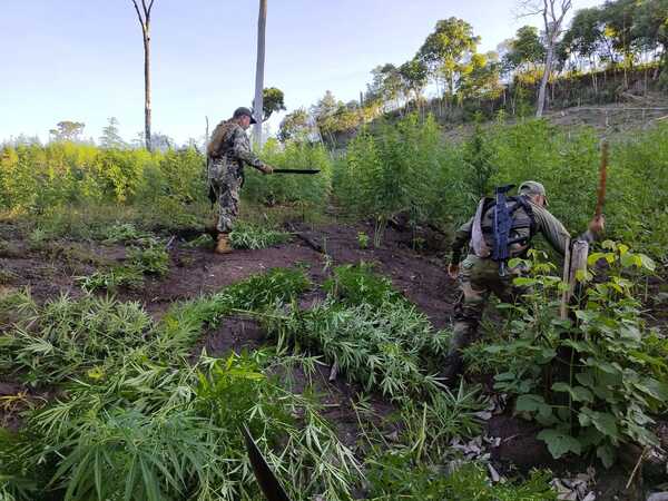 Senad sacó de circulación 33 toneladas de marihuana en Bella Vista Norte | 1000 Noticias