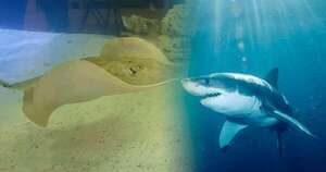 Diario HOY | Embarazo de mantarraya en acuario causa asombro, ¿es culpa del tiburón?