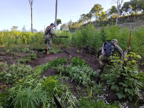 Senad sacó de circulación 33 toneladas de marihuana en Bella Vista Norte