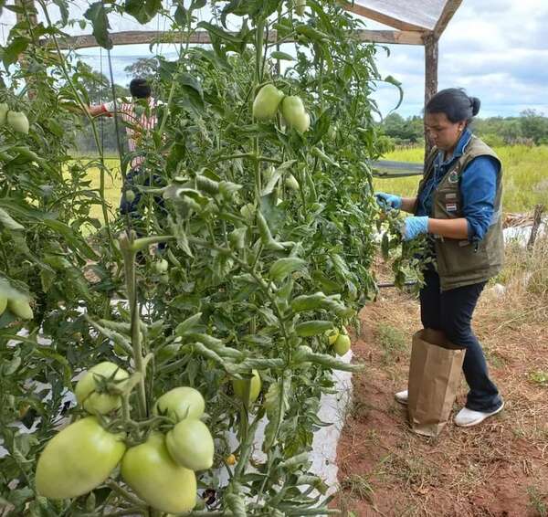 Senave prosigue con el monitoreo de cultivos de tomate - Nacionales - ABC Color