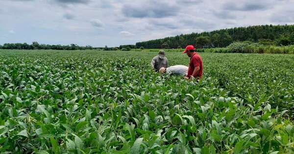 La Nación / Lluvias favorecen al campo y reaniman a productores, afirman