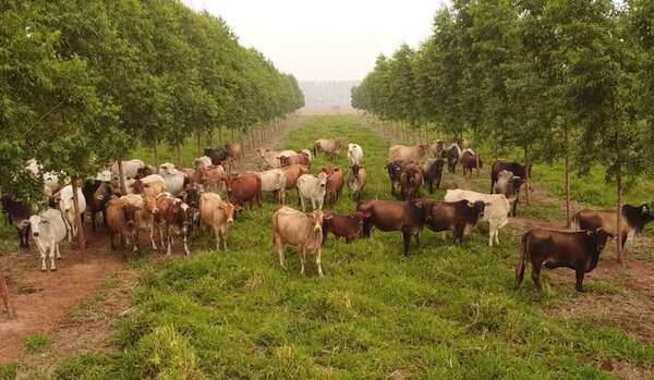 La ARP ya asume el posible bloqueo de la exportación de carne a la UE - Economía - ABC Color