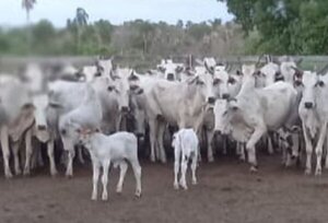 Recuperan 80 animales vacunos en Bella Vista Norte