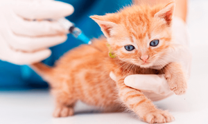 Capiatá: Invitan a jornada de vacunación antirrábica para perros y gatos - trece