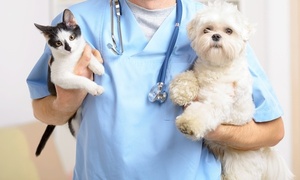 AutoCAN 2024: Jornada masiva de vacunación antirrábica para perros y gatos en Capiatá - Unicanal