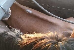 Policía detiene a hombre en Ponta Porâ que vendía caballos para producción de embutidos