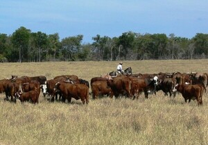 Recuperan cabezas de ganado en Amambay - La Tribuna