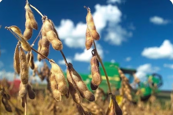 Paraguay se mantiene como 6° mayor productor de soja y 3° exportador mundial