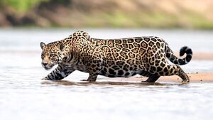 Jaguarete fue visto nadando en el río Paraguay - SNT