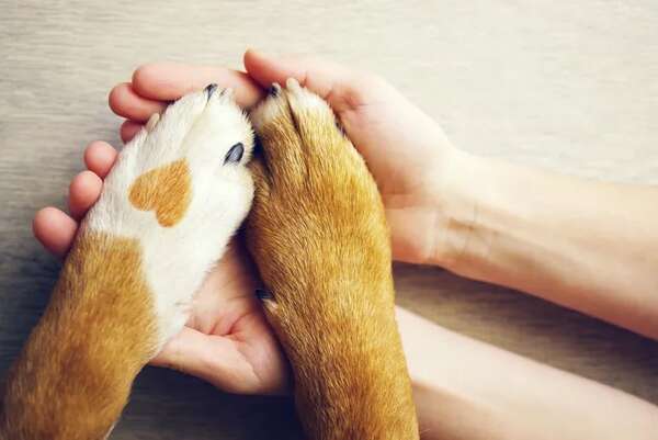 Mascotas: Más que compañía, un impulso a la salud - Mascotas - ABC Color