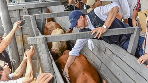 Arranca hoy primer periodo de vacunación contra la fiebre aftosa