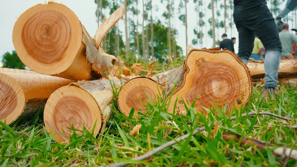 Fepama proyecta superar los USD 100 millones en exportaciones forestales - Revista PLUS