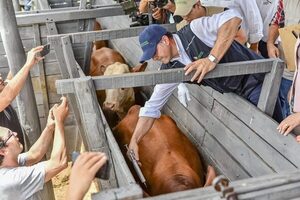 Arrancó el primer periodo de vacunación contra la fiebre aftosa - El Trueno