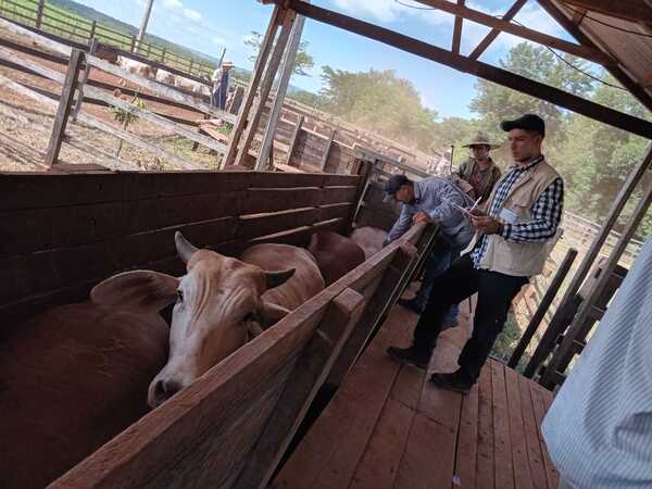 Arranca primer periodo de vacunación contra la aftosa - ADN Digital
