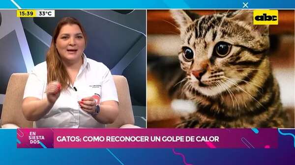 Gatos: como reconocer un golpe de calor - Ensiestados - ABC Color