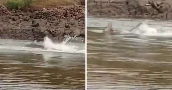 Diario HOY | Escalofriante momento en que un tiburón casi arranca la pierna a un nadador
