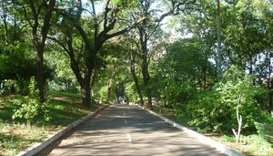 Se entregó el adolescente de 16 años que disparó a una joven en Parque Carlos Antonio López - Megacadena - Diario Digital