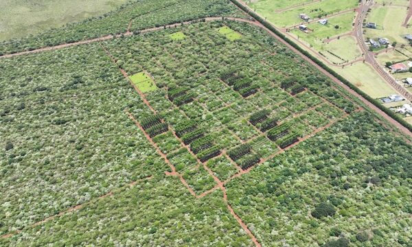 ITAIPU cierra primera etapa de restauración forestal en Tatí Yupí con unos 250.000 plantines sembrados