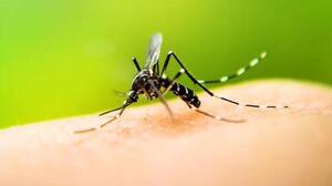 Alerta por una impresionante invasión de mosquitos en Argentina