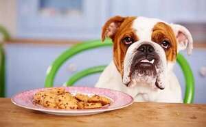 Mascotas: ¿Por qué los perros no deben consumir harinas? - Mascotas - ABC Color