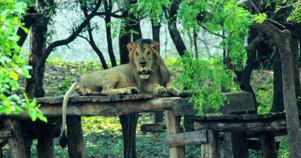 Diario HOY | Hombre muere devorado al intentar tomarse una selfie con un león en zoológico