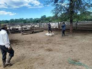 Inician periodo de vacunación animal contra la aftosa en Alto Paraguay - Noticias del Chaco - ABC Color
