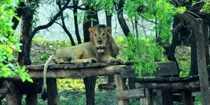 Hombre muere devorado al intentar tomarse una selfie con un león en zoológico