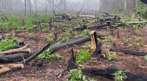 ELIMINAN 25 MIL KILOS DE MARIHUANA EN CURUGUATY