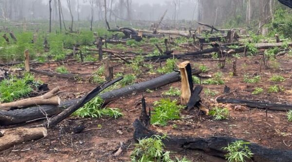 ELIMINAN 25 MIL KILOS DE MARIHUANA EN CURUGUATY