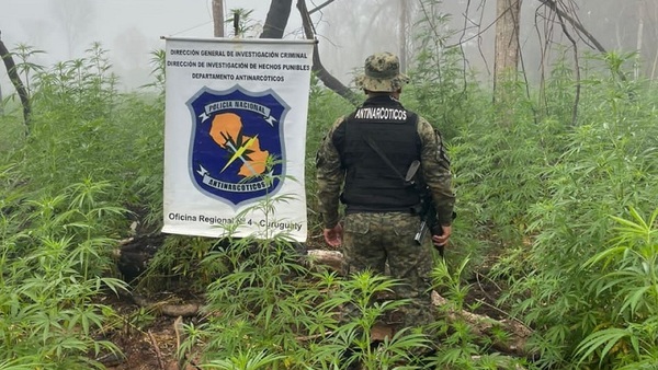 Destruyen 25 mil kilos de marihuana en etapa de crecimiento y cosecha en Curuguaty