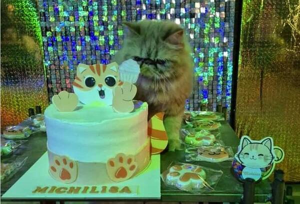 Pastelera contó que hizo una torta ¡para el cumple de una gatita!
