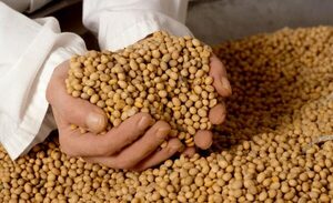 Abren proceso contra camionero por supuesta apropiación de 33.000 kilos de soja