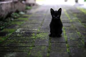Mascotas: Qué es la hipervitaminosis A en gatos - Mascotas - ABC Color