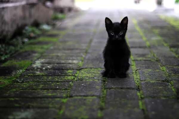 Mascotas: Qué es la hipervitaminosis A en gatos - Mascotas - ABC Color