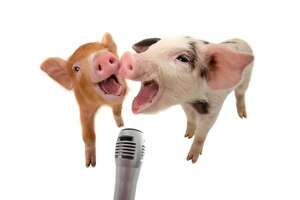 Cerdos: comunicadores proficientes del mundo animal - Mascotas - ABC Color