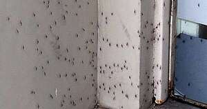 La Nación / Una invasión de mosquitos cubre Buenos Aires