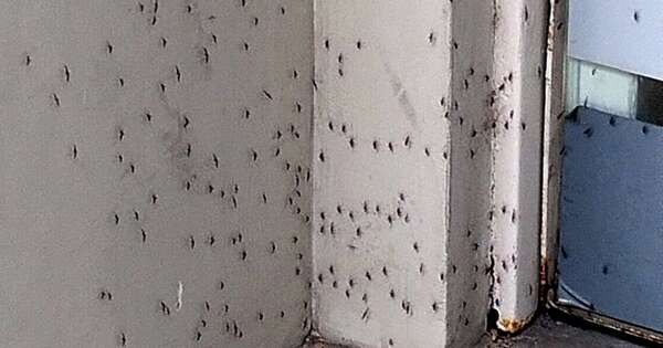 La Nación / Una invasión de mosquitos cubre Buenos Aires