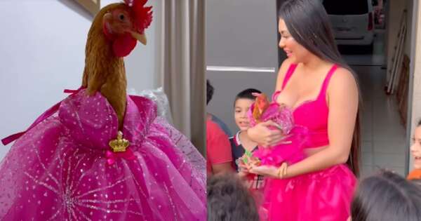 La Nación / Cumpleaños de la gallina Hortensia desata la envidia en redes