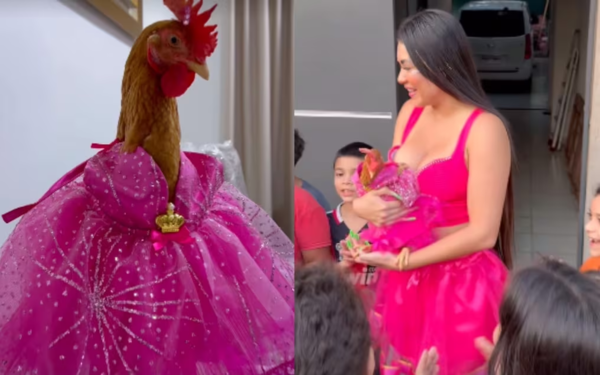 Cumpleaños de la gallina Hortensia desata la envidia en redes