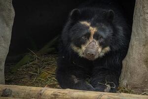 Tupak, el oso andino de Ecuador que espera un helicóptero para mudarse lejos del hombre - Ciencia - ABC Color
