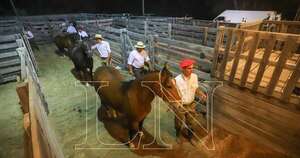 La Nación / Traslado de equinos deberá realizarse bajo guías y Cota
